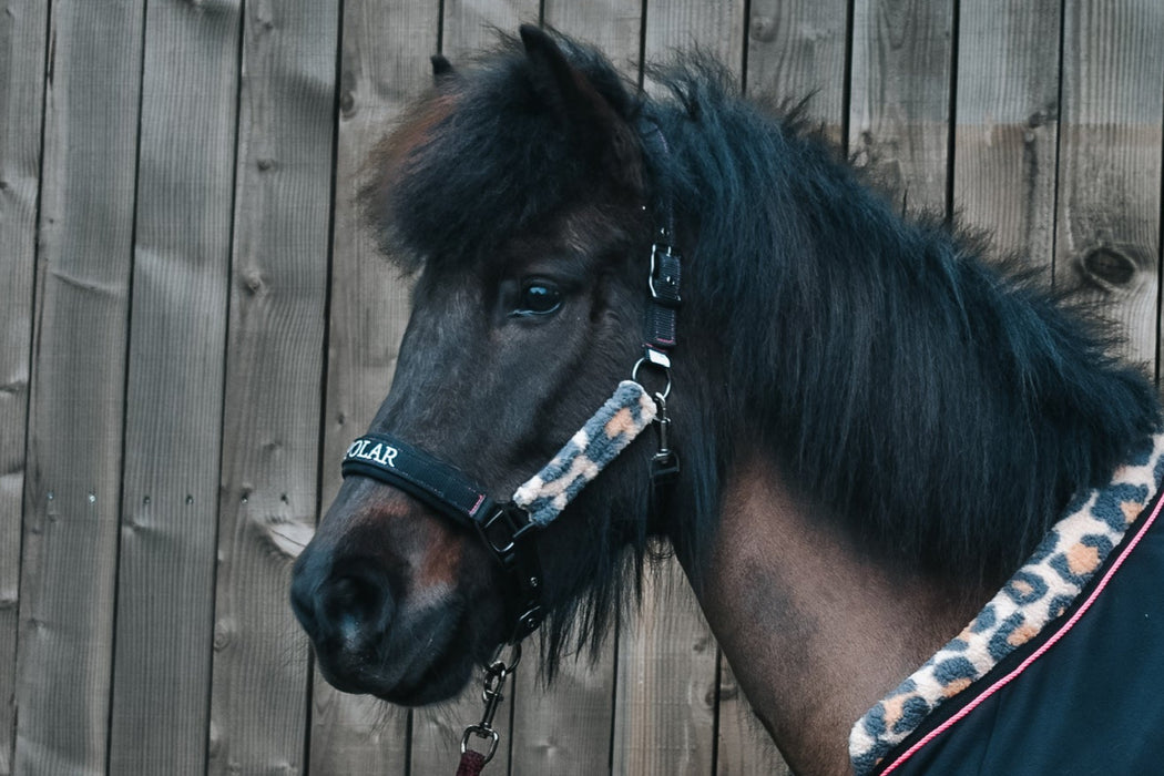 'LEOX' Premium Halfter e.POLAR, schwarz mit Teddyfleece.