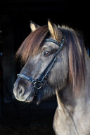 anatomic Kings Trense (han.) ESKOTOMIC