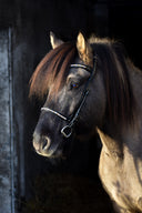 anatomic Trense Sóley (engl./komb)